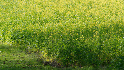 (Sinapis alba) White mustard fields with yellow flowers on erect stems with green palmate-lobed...