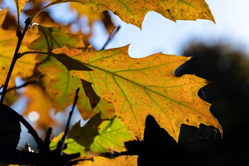 Naklejka na ściany i meble Orange dry oak foliage in the autumn season