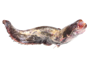 Catfish isolated