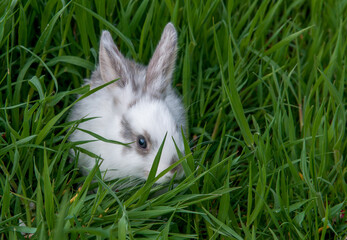 Easter bunny on the grass. Beautiful rabbits on a green background with copy space. Easter concept, colorful background for greeting card.