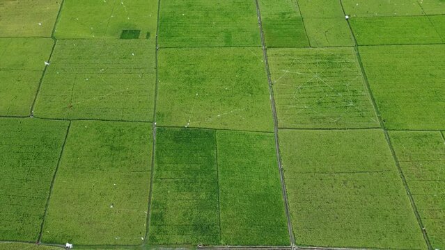 Flying over the green rice fields of Aceh Province, Indonesia