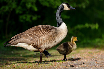 Naklejka na ściany i meble Canada Goose with Gosling in spring in the nature protection area Moenchbruch near Frankfurt, Germany.