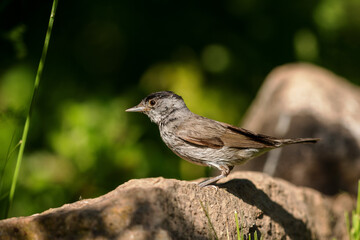 Eurasian blackcap (Sylvia atricapilla) sitting on a rock in spring.