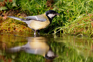 Great Tit (Parus major) sitting at a pond in spring.