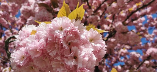 pink cherry blossom, close up