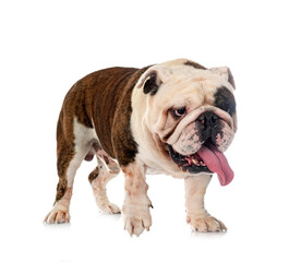 english bulldog in studio