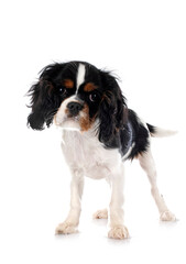 young cavalier king charles