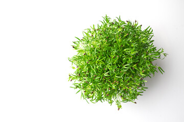 Young morning glory in pot isolated on white background,The seedlings of the plant have high nutritional value.
