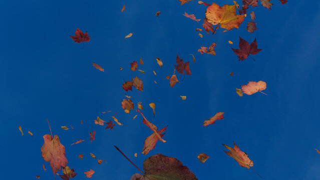 Holiday Wallpaper with Fall Leaves blowing in the wind. Blue Sky Banner with copy-space.