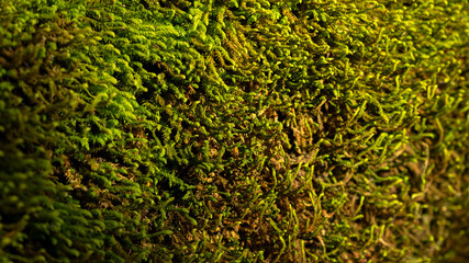 Moss texture close-up. Natural background for website design. The concept of ecology environmental protection. Beautiful light and shadow. Textured summer background. Shallow depth of field copy space