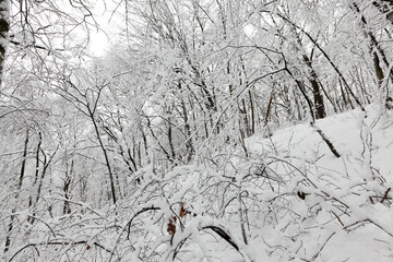 Deciduous trees in the snow in winter