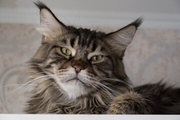 Close-up portrait of an adorable Maine Coon looking up, front view. Portrait of a beautiful domestic striped Maine Coon cat.