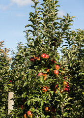 Apple orchard with red ripe apples on branches