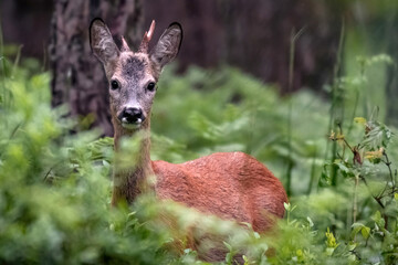 Deer in a natural environment © roobcio