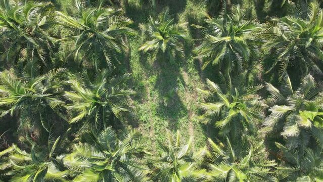 Drone fly over coconut plantations.Aerial view