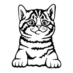 Kitten catl portrait, muzzle face. Silhouette. Line art. Template. Close-up. Clip art. Hand Painting. Ink. Black and white. laser cut, papercut, silhouette stencil cameo cricut