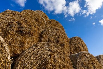 An agricultural field where wheat crops are harvested and straw stacks are stored
