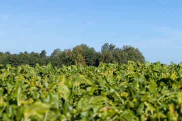 Fototapeta na wymiar Old beet tops in the field in the autumn season