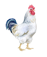 White rooster cock pecking grain isolated on white background. Watercolor illustration. Agriculture. Domestic bird