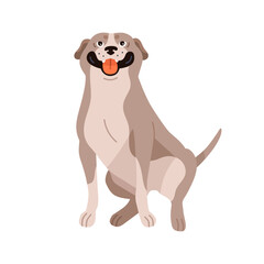 Cute American Pit Bull Terrier. Happy dog of Pitbull breed, pedigree. Adorable friendly smiling doggy. Pretty APBT, purebred canine animal. Flat vector illustration isolated on white background