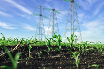 Corn sprout field with high voltage power line on background, electrification rural countryside