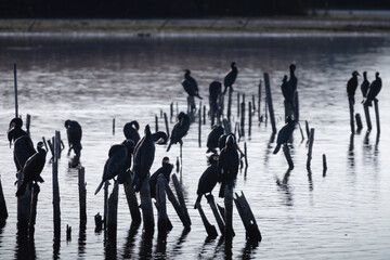 水辺の木の杭で羽を乾かす川鵜の群れ