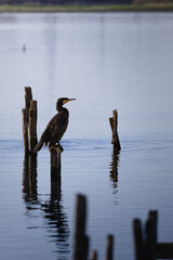 水辺の木の杭で羽を乾かす川鵜