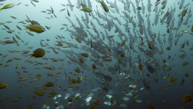 School of jackfish trevally swimming with yellow fish in the ocean while scuba diving in Koh lipe, Thailand