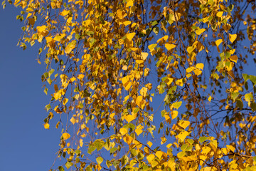 Colored birch tree foliage in autumn