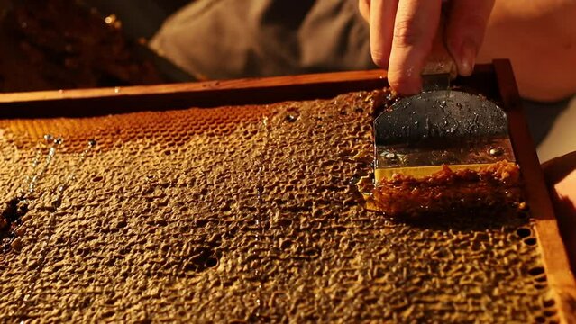 A beekeeper harvests a crop of bees