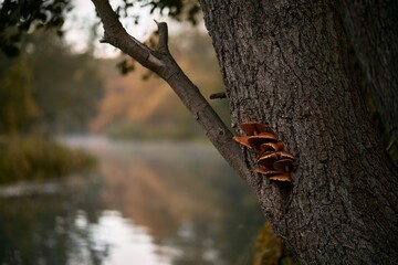 Mushrooms close up. Concept of mushroom picking in autumn.