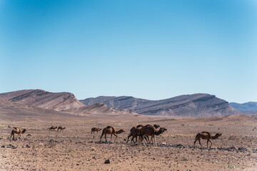 group of camels in the middle of the desert walking in one direction