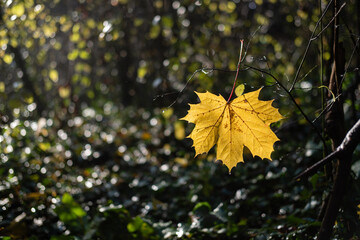 Feuille d automne