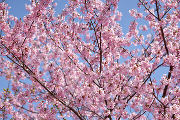ピンクの桜　花模様
