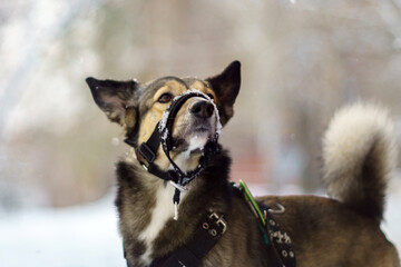 Portrait of a muzzled dog on a walk in winter, selective focus. Winter walks with pets concept...
