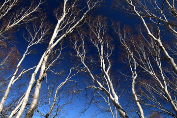 Looking up to tall birch trees in the forest against the blue sky.