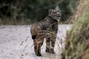Adorable lynx standing on pathway in forest