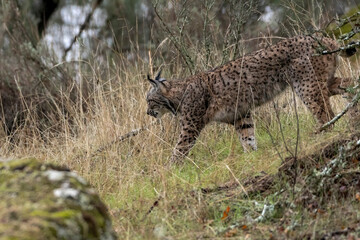 Graceful lynx walking on grassy hill slope in nature