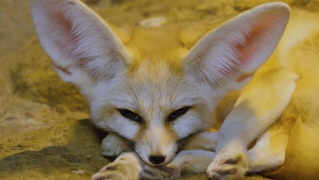 A fennec fox relaxing in the desert sand and looking around.