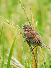 seed-eating birds, used to eat rice in the fields