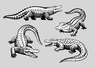 Set of Crocodile hand Drawn - obrazy, fototapety, plakaty