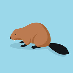 Beaver, aquatic rodent, side view