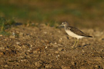 Common greenshank (Tringa nebularia)