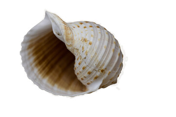 Caracola en formato png