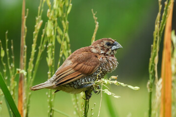 seed-eating birds, used to eat rice in the fields