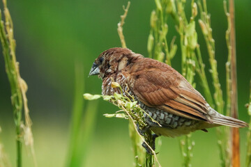 seed-eating birds, used to eat rice in the fields