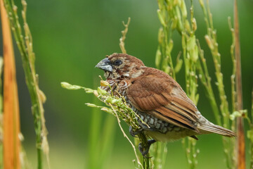 seed-eating birds, used to eat rice in the fields