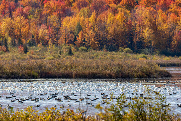 Ducks and geese resting on Burbank Pond near Danville with fall colored trees in the background.
Canada.