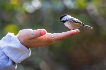 Tit resting on a hand at Burbank Pond near Danville. Canda.