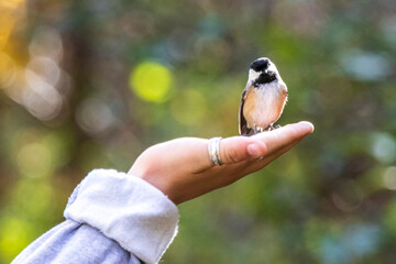 Tit resting on a hand at Burbank Pond near Danville. Canda.